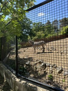 Terenska nastava - Zoološki vrt u Pečuhu